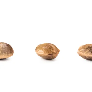 THCa Seeds - Feminized Autoflower (Watermelon X OG Kush)